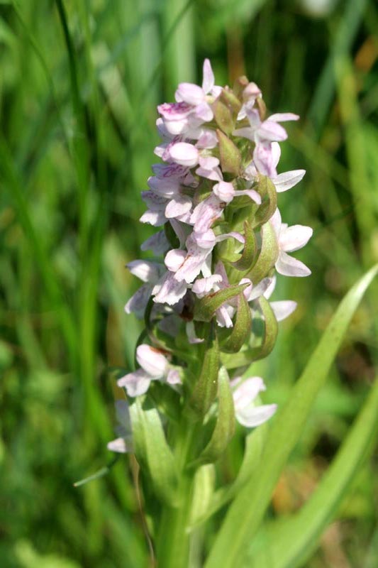 Orchidaceae Orchis